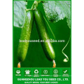 NCU161 Semillas de pepino largo Zican para la agricultura